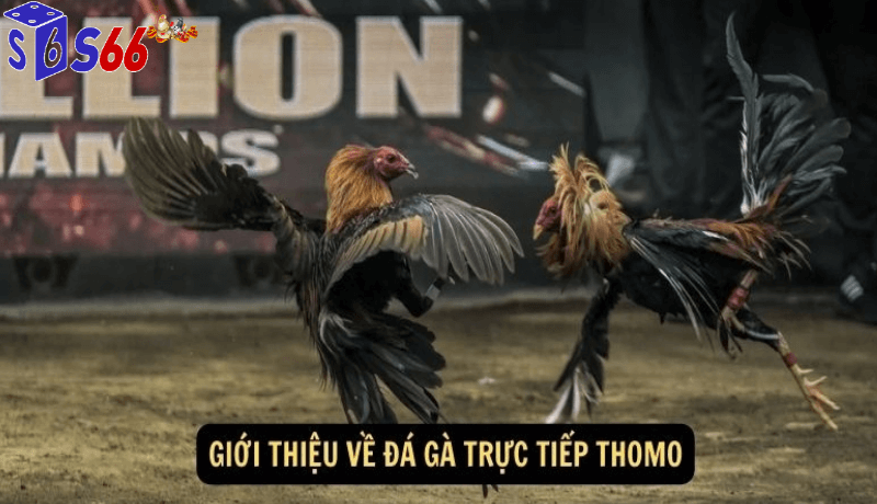 tìm hiểu về đá gà trực tiếp